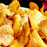 European Girolles (fresh)