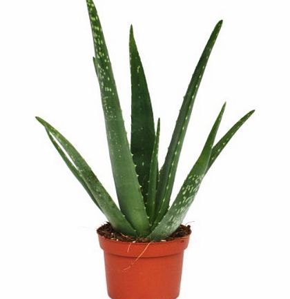exotenherz.de Aloe vera - about 3 years old - 12cm pot