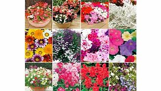 Extra Value Bedding Plants - Collection