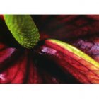 Fair Trade Media Anthurnium Card - 2235