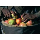 Fair Trade Media Apple Card 1# - 2211