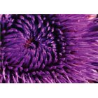 Fair Trade Media Artichoke Card - 2230