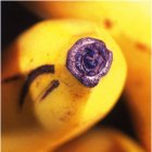Fair Trade Media Banana Card (small) - 2106