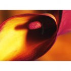 Fair Trade Media Cala Lily Card - 2229