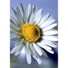 Fair Trade Media Daisy Card - 2204