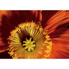 Fair Trade Media Poppy Card - 2216