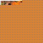 Roses Gift Tag - 10 pack