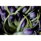 Fair Trade Media Scilla Card - 2220