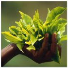 Fair Trade Media Tea Leaves Card - 2001