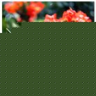 Fair Trade Media Tropical Flower Card (Small) 2113