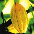 Fair Trade Media Yellow Coco Bean (small) - 2105