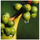 Fair Trade Media Young Coffee Beans (small) - 2114