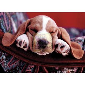 Jumbo Sleeping Puppy 500 Piece Jigsaw Puzzle