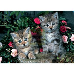 Kittens 1000 Piece Jigsaw Puzzle