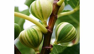 Fig Plant - Panachee