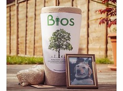 Firebox Biodegradable Pet Urn Tree