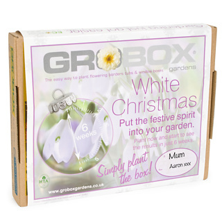 Firebox GroBox (White Christmas)