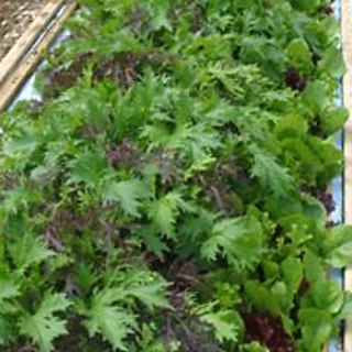 Firebox Seedbed Roll (Oriental Salad)