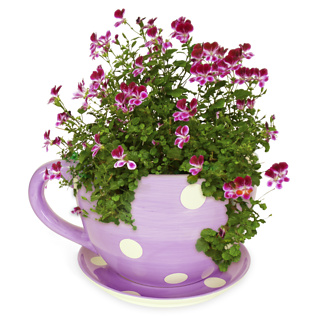 Firebox Teacup Plant Pots (Purple with White Spots)