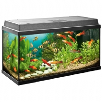 Fish Juwel Rekord 800 Aquarium Fish Tank Single