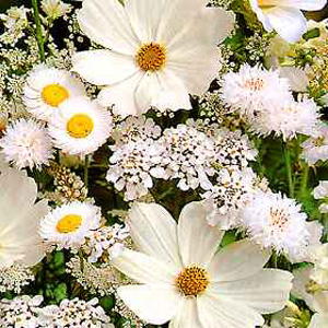 Flower Dream Collection White Seeds