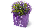 Flowergram Purple Treat