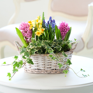 Flowers Direct Mini Garden