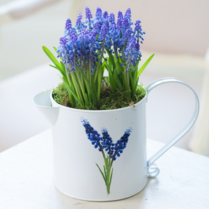 Flowers Direct Muscari Jug