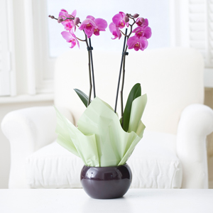 Flowers Direct Orchid Globe - Aubergine Ceramic