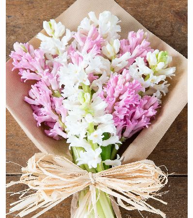 Flowers Direct Pastel Pink and White Hyacinth