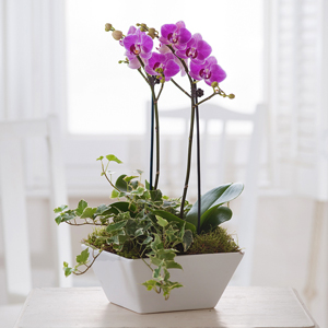 Flowers Direct Pink Orchid Planter