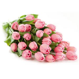Flowers Direct Pink Tulips