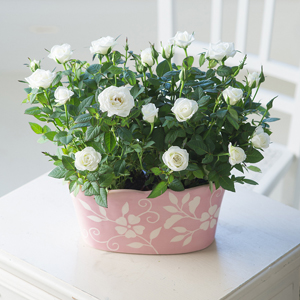 Flowers Direct Pretty Rose Duo