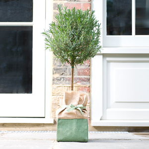 Flowers Direct Standard Rosemary