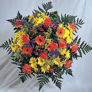 Flowers Directory Autumn Glory