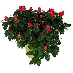 Flowers Directory Azalea Plant