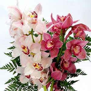 Flowers Directory Deluxe Cymbidium Orchid Gift