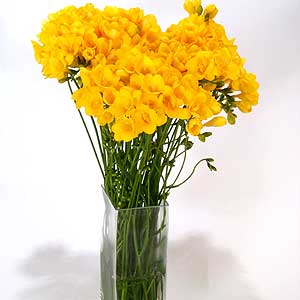 Flowers Directory Freesias Galore