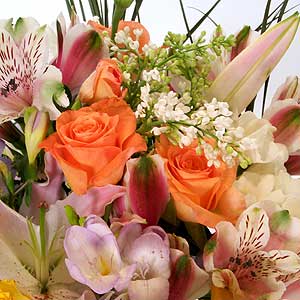 Flowers Directory Jolly