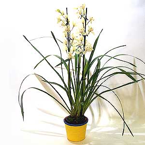 Flowers Directory Large Cymbidium Orchid Plant