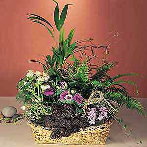 Flowers Directory Large Mixed Planted Basket
