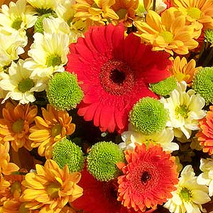 Flowers Directory Lazy Dazy and Vase