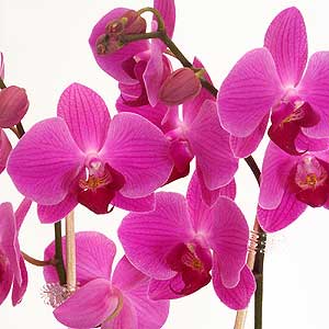 Flowers Directory Phalaenopsis Orchid Plant