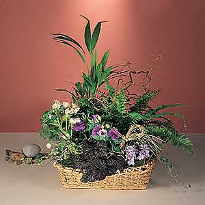 Flowers Directory Planted Basket