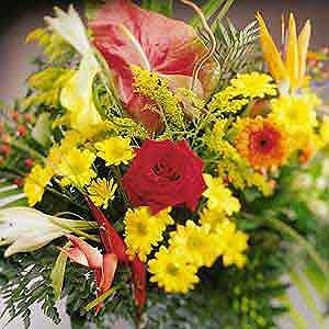 Flowers Directory Red Rose Desire