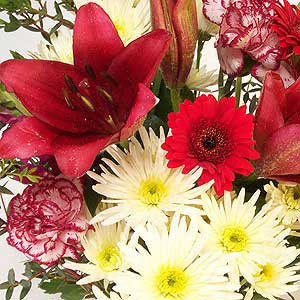 Flowers Directory Red Sunset