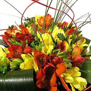 Flowers Directory Seasonal Freesia Handtie
