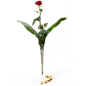 Flowers Directory Single Red Rose and Vase