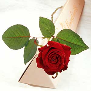 Flowers Directory Single Red Rose