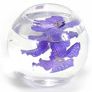 Flowers Directory Vanda Orchids in Globe Vase